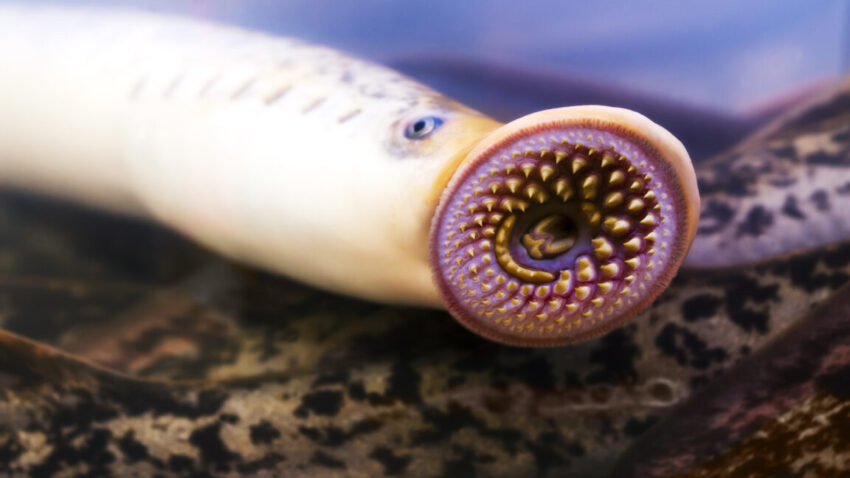 lamprey 1152x648