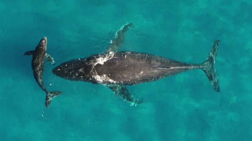 whale1 1152x648