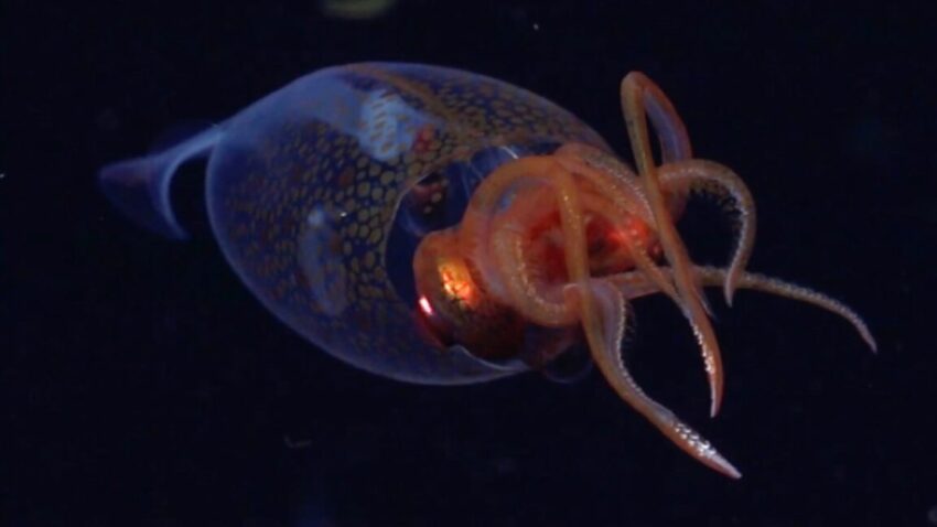squid1 1152x648