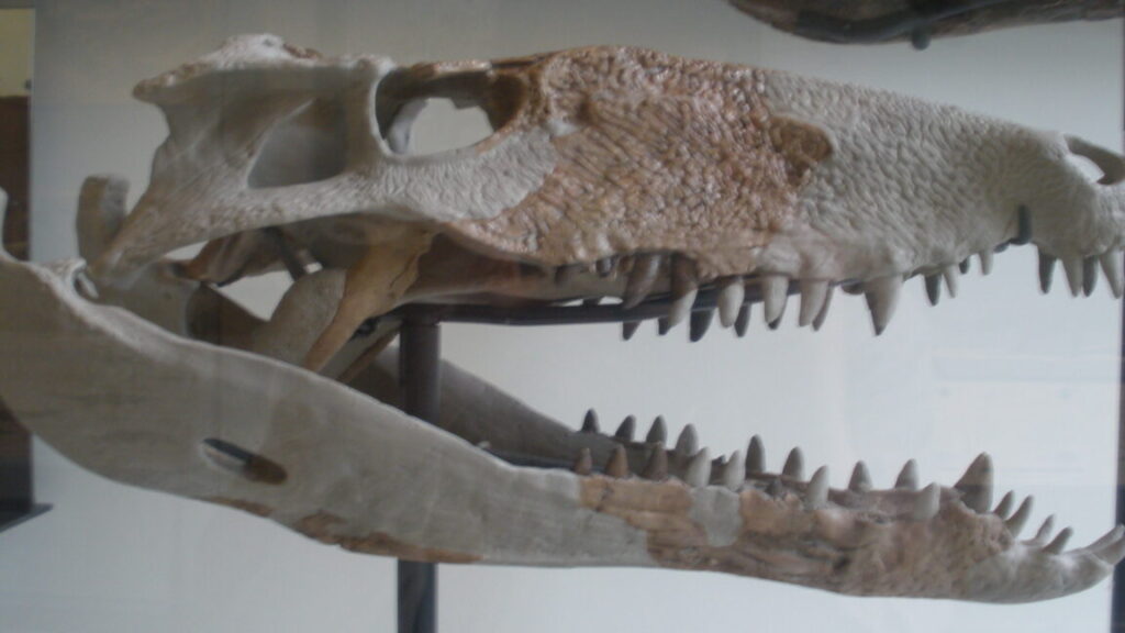 Sebecus icaeorhinus 1152x648