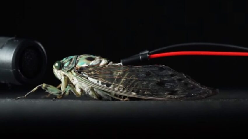 cicada1 1152x648 1746194186