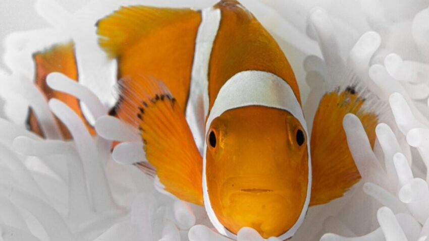 clownfish1 1152x648 1747687723