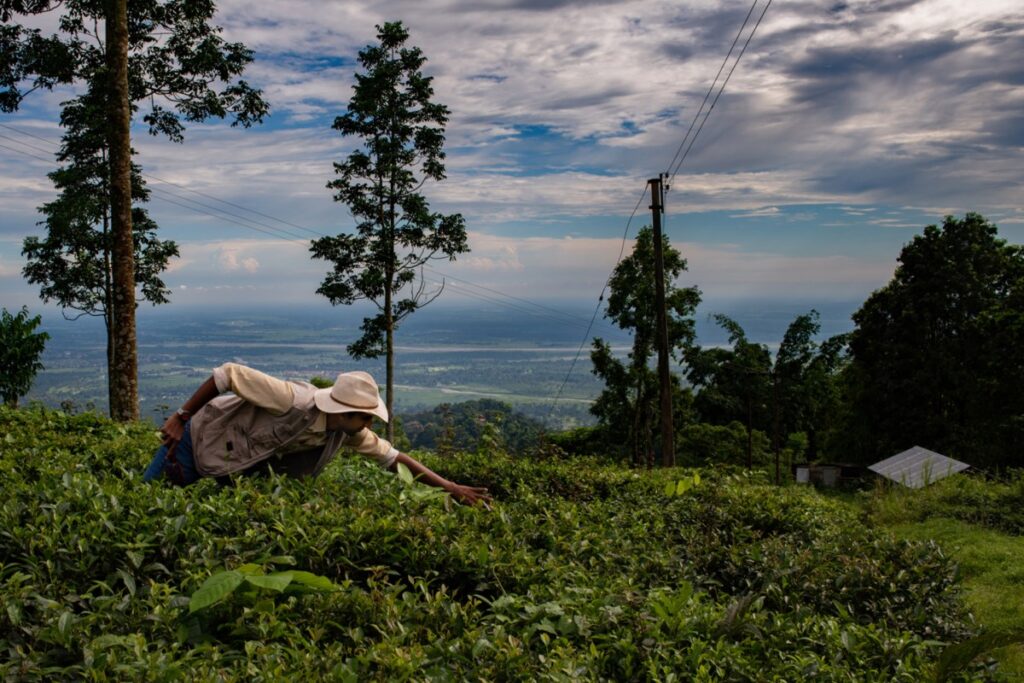 sparsh alt carbon darjeeling