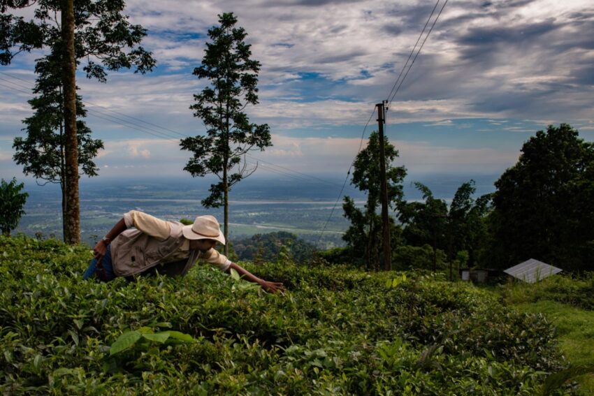 sparsh alt carbon darjeeling