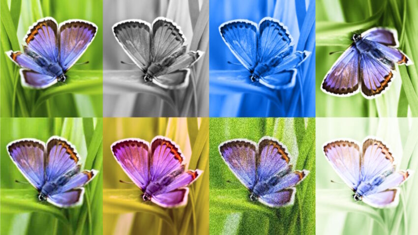 synthidbutterfly 1152x648